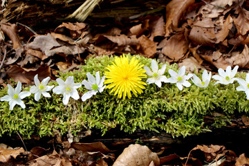 Landart