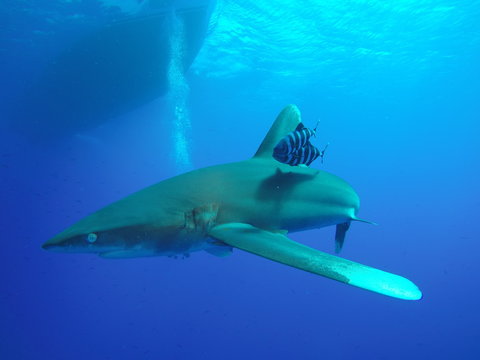 Longimanus shark patrolling at the surface of the open ocean at the Daedalus reef in the Red Sea, Egypt