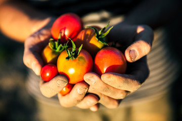 Farmer holding fresh tomatoes at sunset. Food, vegetables, agriculture