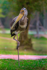 Painted Stork Standing on One Leg.