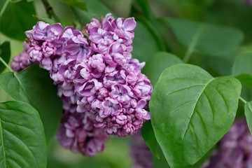 Branch of blossoming violet lilac close up