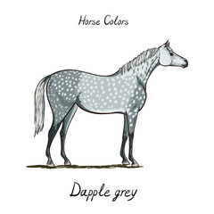 Horse color chart on white.  Equine dapple grey coat color with text. Equestrian scheme. Vector hand drawn illustration. 