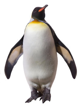 Emperor penguins. isolated on white background