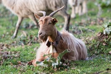 Il pascolo in transumanza