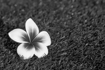 beautiful Tropical flowers frangipani  or Plumeria Isolated on grass