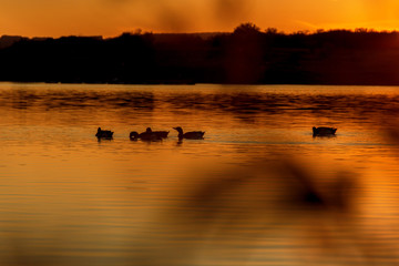 Silhouette of Duck Swimming in a Golden Pond