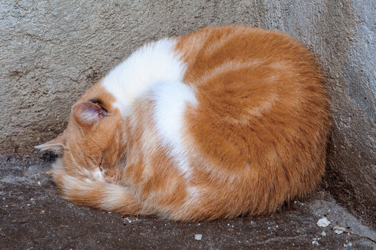 Capalbio Gatto addormentato