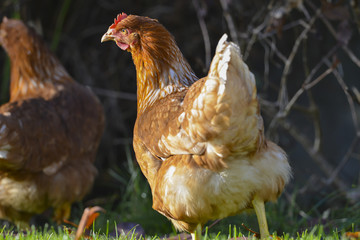 hen in the garden on a farm - free breeding