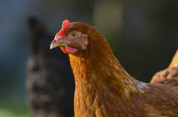 hen in the garden on a farm - free breeding