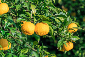 many Yuzu on the tree