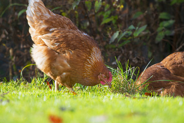 hen in the garden on a farm - free breeding