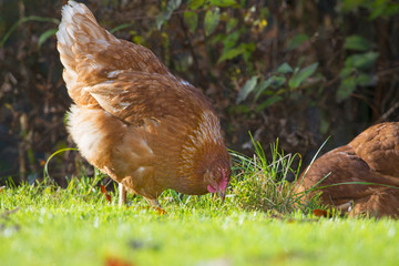 hen in the garden on a farm - free breeding