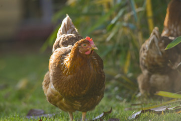 hen in the garden on a farm - free breeding