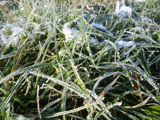frozen green grass in the beginning of winter