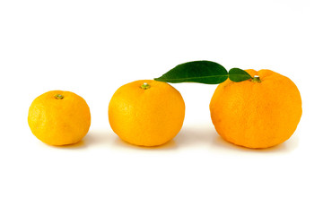 Citrus junos on white background