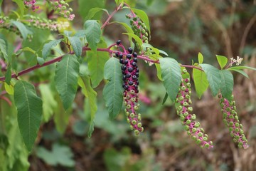 Wild plants and flowers