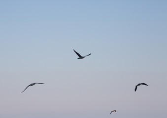 Four birds flying over the sea in the background of the sky