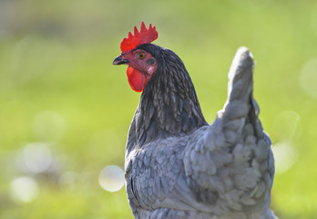 hen in the garden on a farm - free breeding