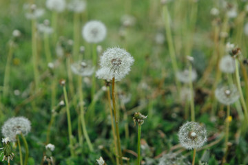 Air dandelions on a green field.