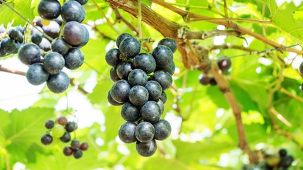 Bunches of ripe grapes in a vineyard.