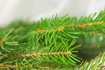 closeup isolated christmas branch