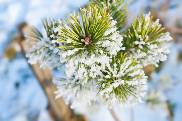 hoarfrost on a pine branch