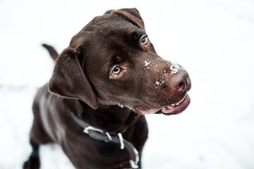 Pretty brown Labrador Retriever in winter