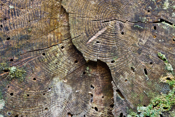 Woodworm holes in a rotting tree trunk