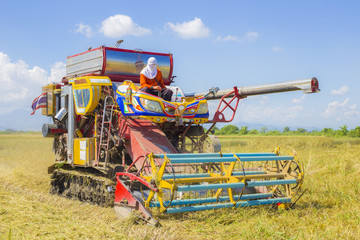 Fototapeta premium Farmer doing harvest by harvester.