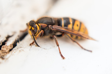 Close Up of Hornet Standing on Old Window Sill