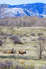 Herd of Mule Deer Grazing at Chatfield