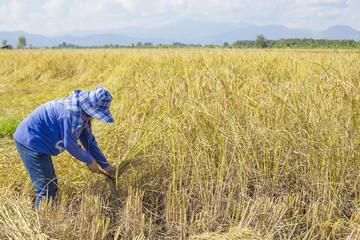 Naklejka na ściany i meble People asian farmer Harvest of the rice field in season harvest , and farmer harvests rice in field blue sky background
