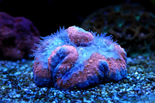 Lobophyllia LPS coral on blue light
