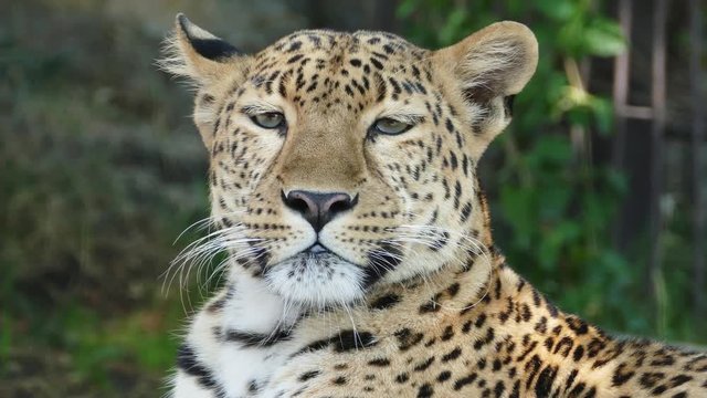 jaguar closeup portrait, 4k
