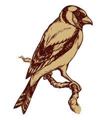 Bird. Vector drawing