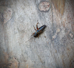 Amazing the animals cricket juvenile is molt perched wood. animals cricket transform is larva