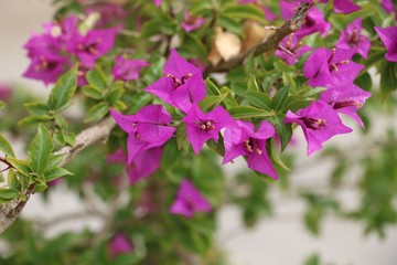 Beautiful purple wlower