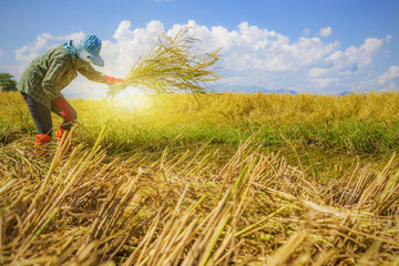 People asian farmer Harvest of the rice field in season harvest , and farmer harvests rice in field blue sky background