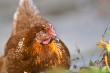 hen in the garden on a farm - free breeding