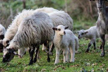 La pecora e l'agnellino