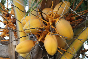 Молодые желтые плоды кокоса, растущие на пальме.