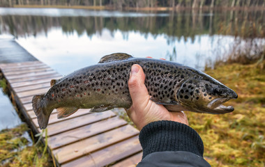 Brown trout in anglers hand