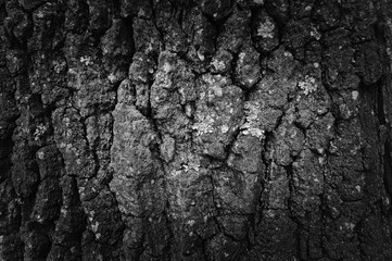 Black and white bark of tree background