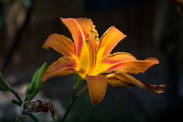 wild orange tiger lily
