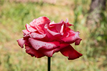 Close-up of pink rose in a garden. © dashtik
