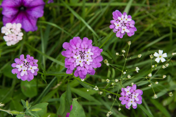 Obraz premium Flower Iberis umbellate