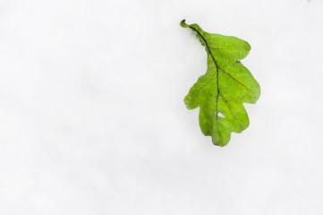 green oak leaf on the snow