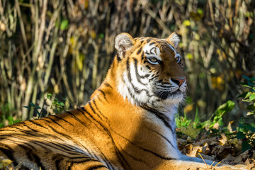 Tiger - Panthera tigris