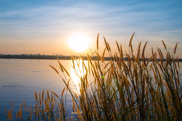 Sunset Landscape Scene With Tall Grass