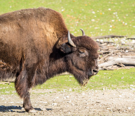 Waldbison - Bison bison athabascae